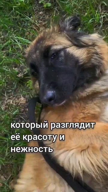 Сэнди из приюта ищет дом / Москва, Некрасовка