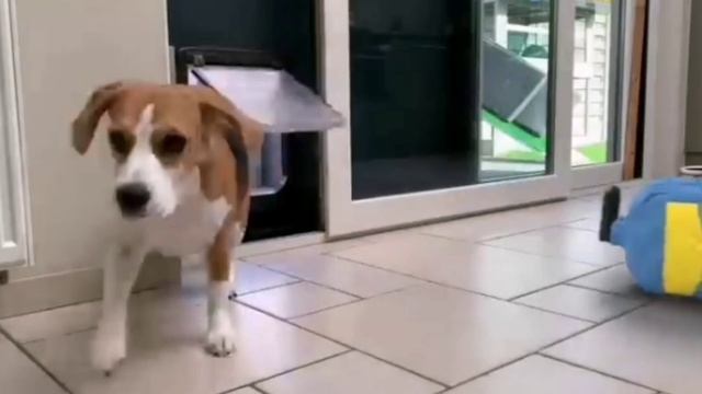 Миньены в ряльной жизни		3Д чясть1