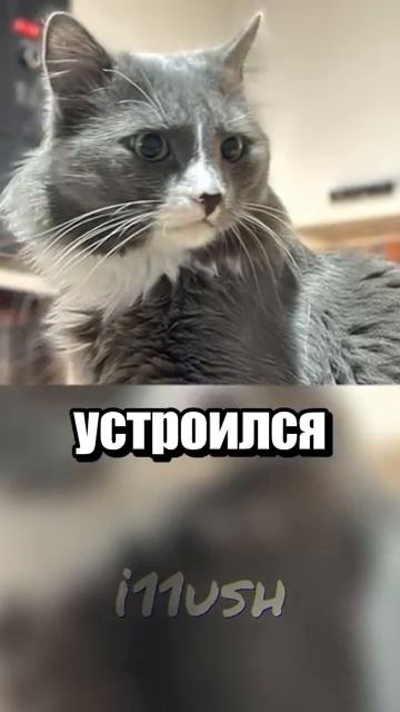 i11ushenka (137)