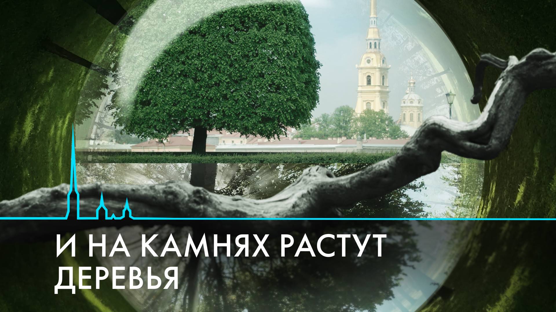 Деревья Петербурга. Живые свидетели истории города