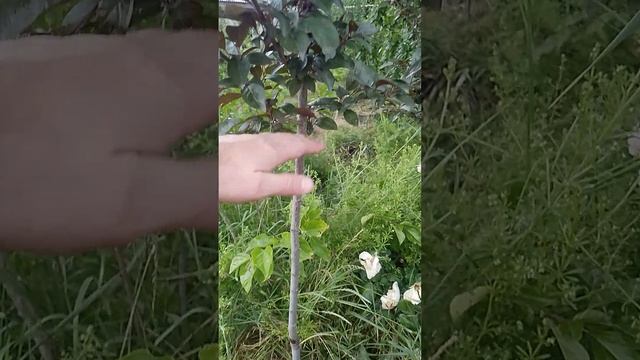 02.06.2025 слива Писсарди