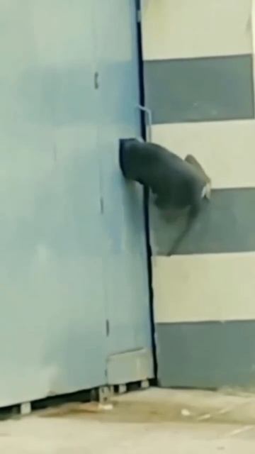 Блин, опять забыл ключи от дома