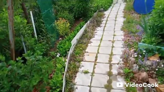 Собираем жимолость