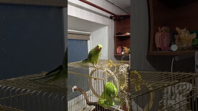 Гера. mp4