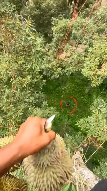 Boy Earns Lakhs Picking Fruits #shortsvideo