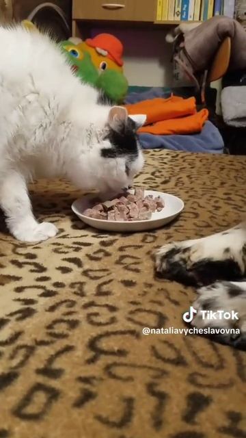 Как кошка с собакой... Это про них...)))