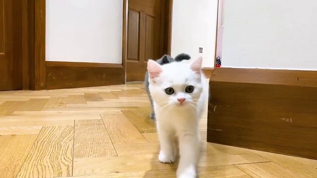 Мистер Макс • Mister Max - Макс потерял своих котят