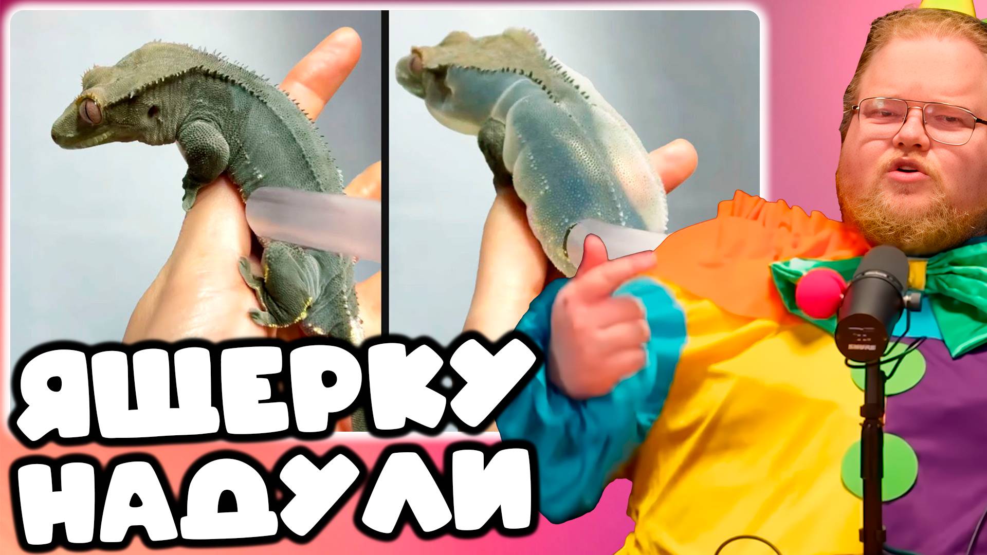 T2x2 СМОТРИТ Daily Dose Of Internet(They Overinflated a Lizard) ► ЯЩЕРКУ НАДУЛИ, МЕМЫ