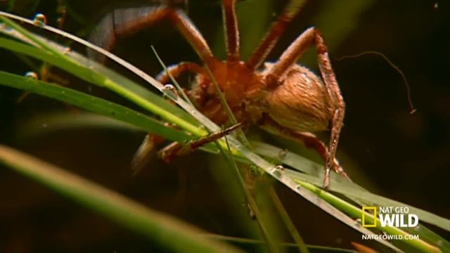 Melting Guts | Africa's Deadliest