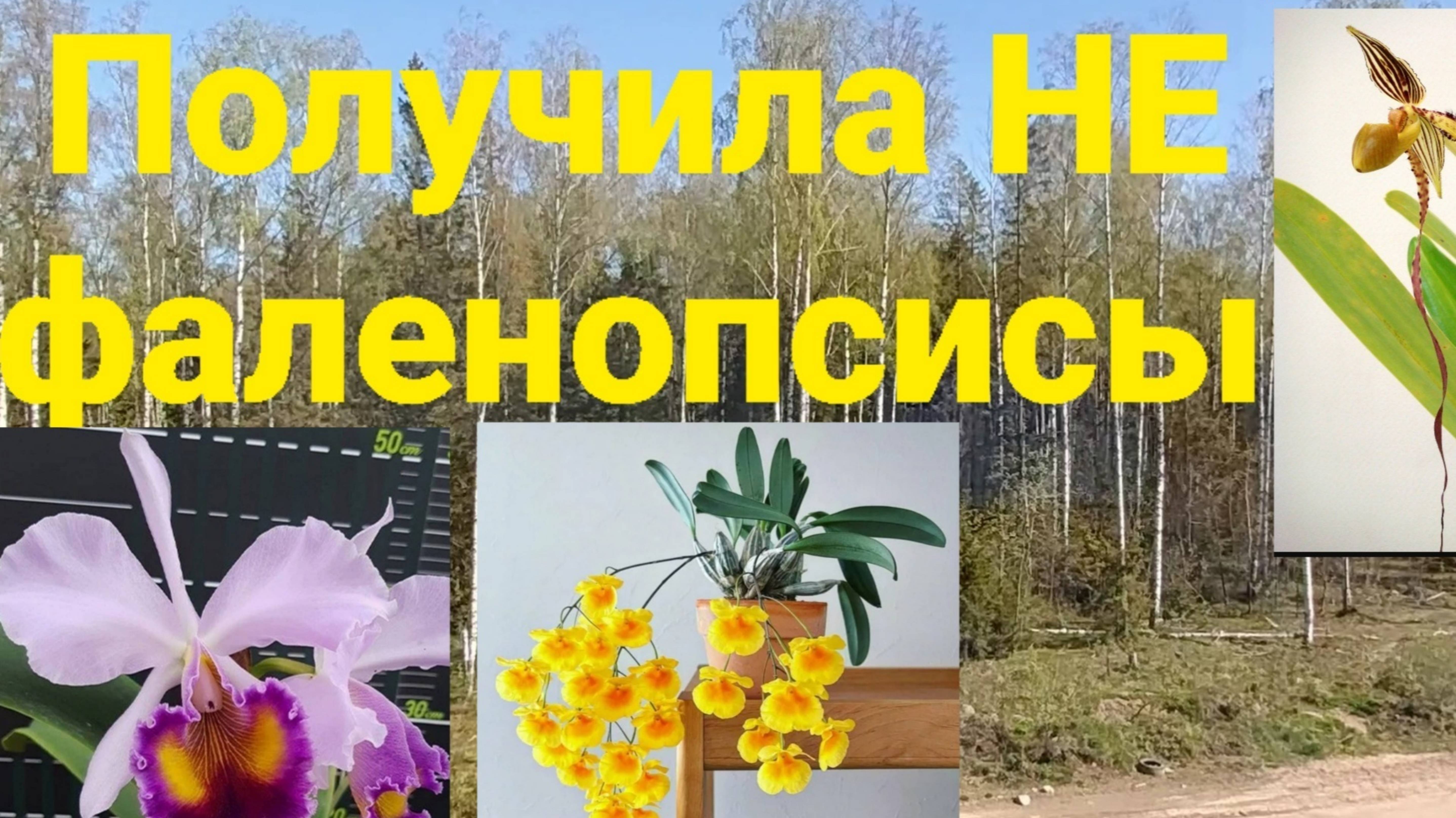 Получила новинки. Пафиопедилум, каттлея, дендробиум.