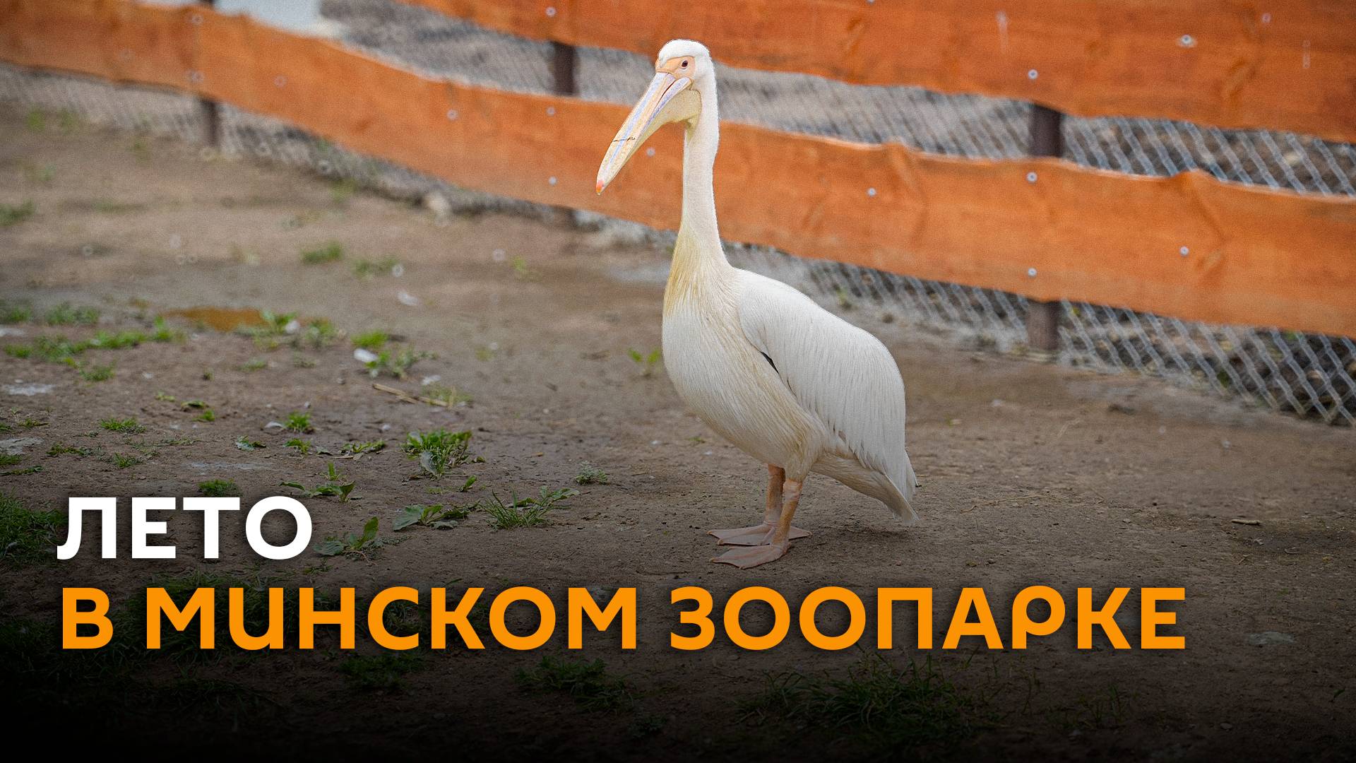 Лето в Минском зоопарке началось с пеликанов и дикобразов