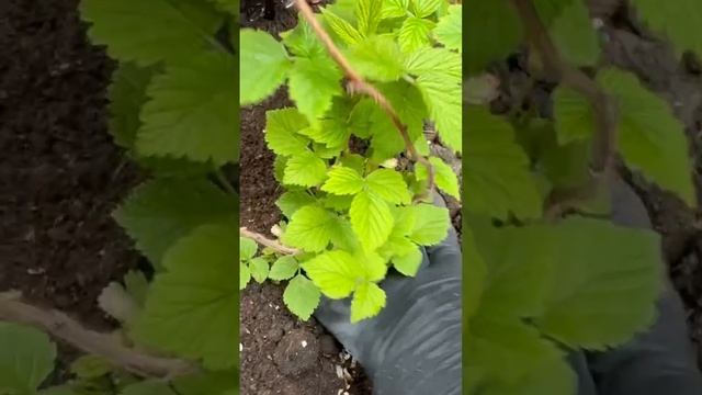 Посадка малины