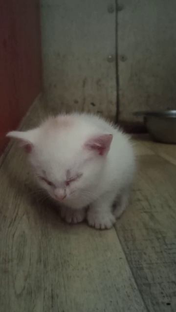 Спит котёнок #смешно