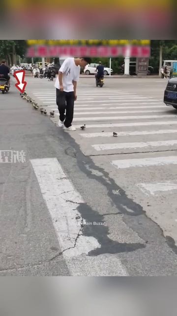Man Followed Home After Saving Duckling #shortsvideo