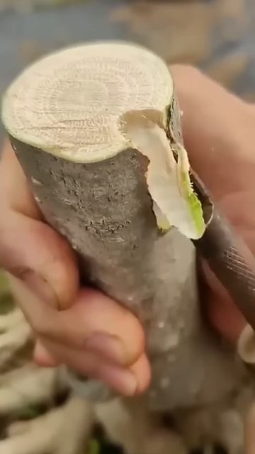 How to grow Tree