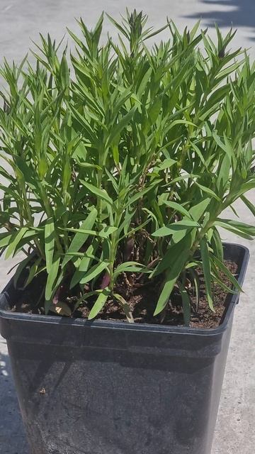 Гвоздика китайская DIANA BLUEBERRY, CLT 5