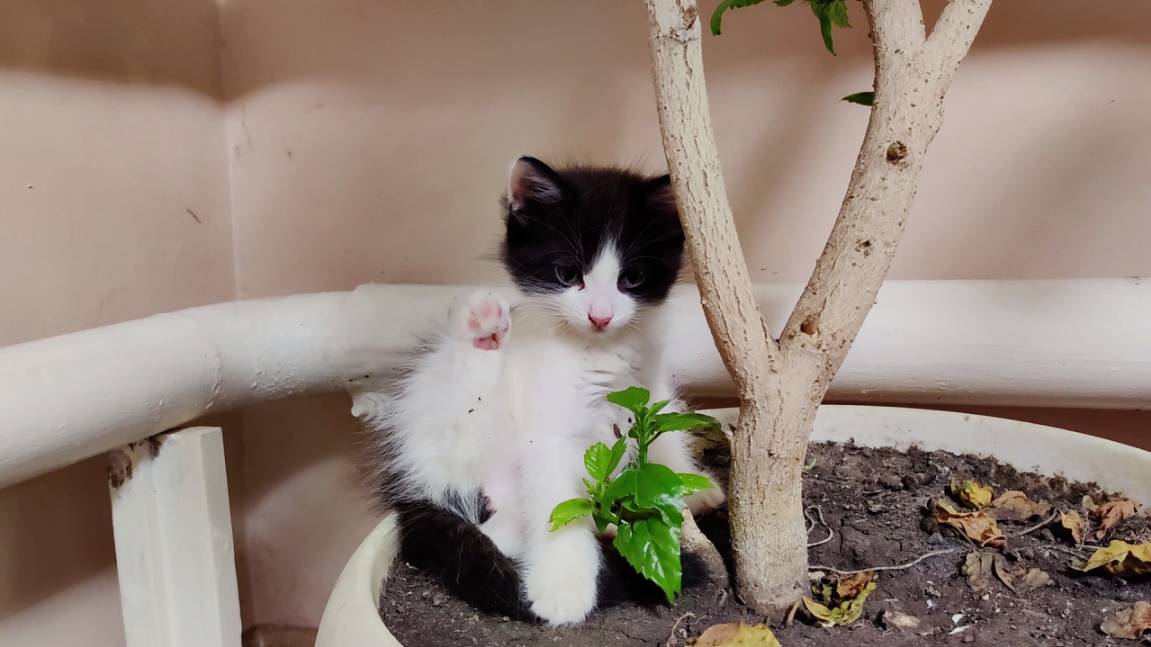 Котята и комнатные растения 2.
