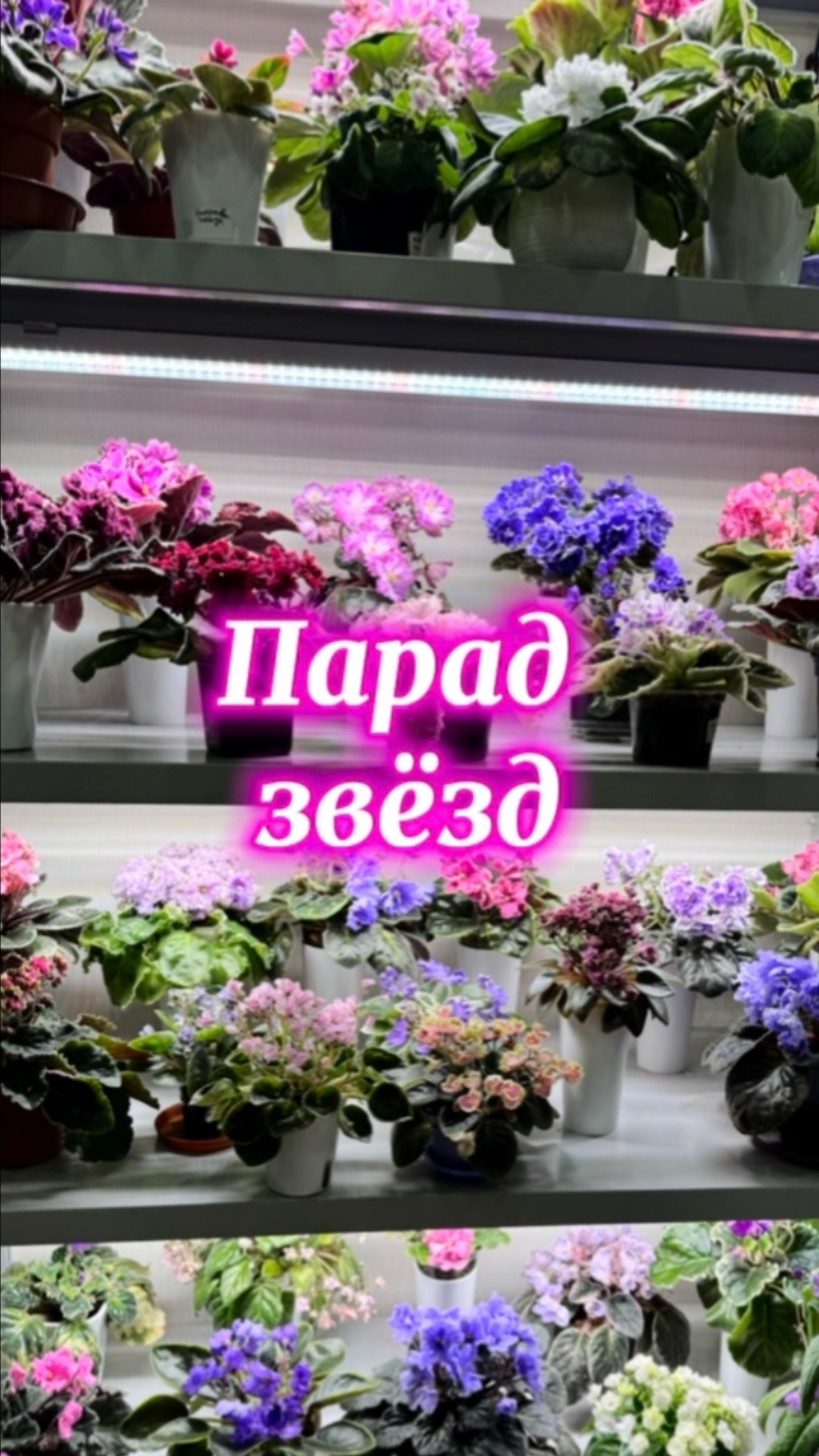 Парад звёзд