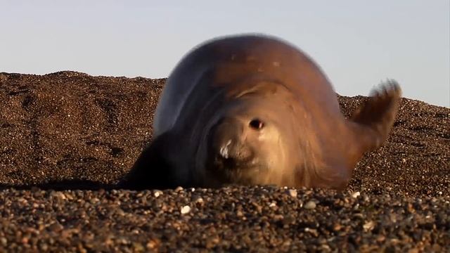 Orca vs. Elephant Seal | Nat Geo Wild