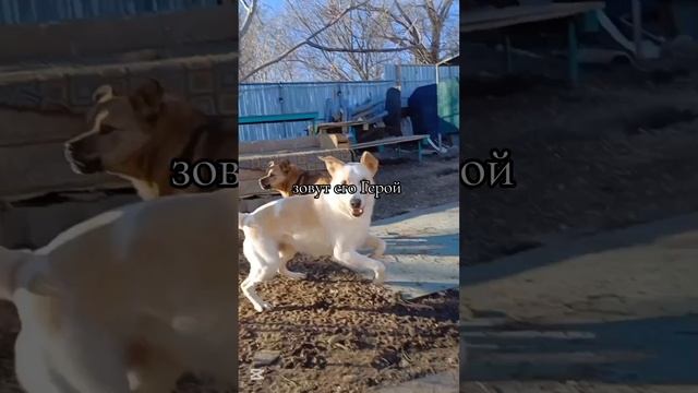 Герой ищет дом