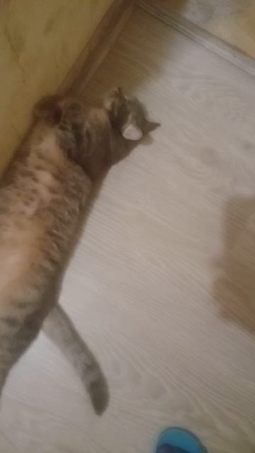 🐈⬛🐈⬛🐈⬛🐈⬛🐈⬛Лада порвала обои.