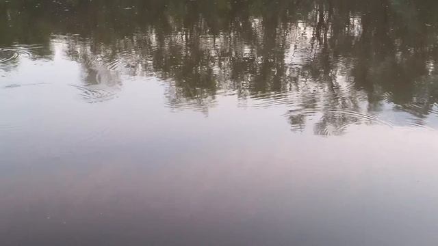 звуки природы.звуки вечернего озера