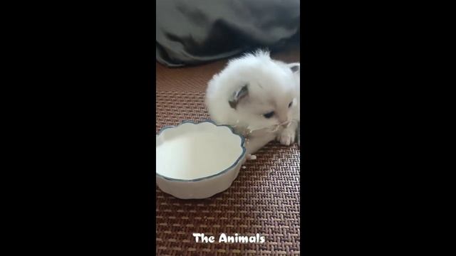 Приколы с животными!