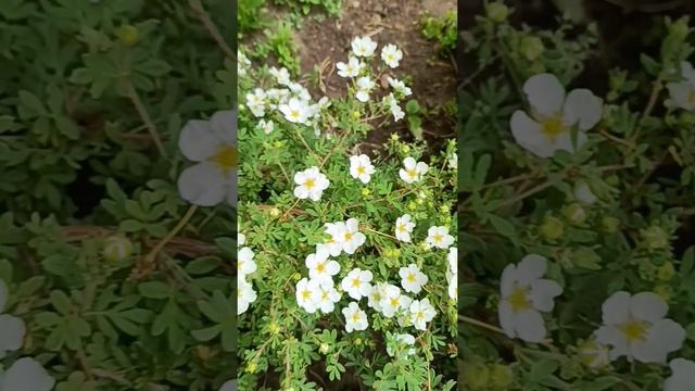 Кто знает название этого небольшого низкого кустарника?