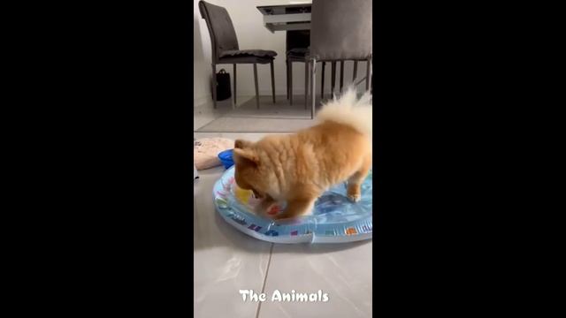 Приколы с животными!