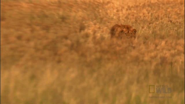 Lion Hunt Fail | Nat Geo Wild