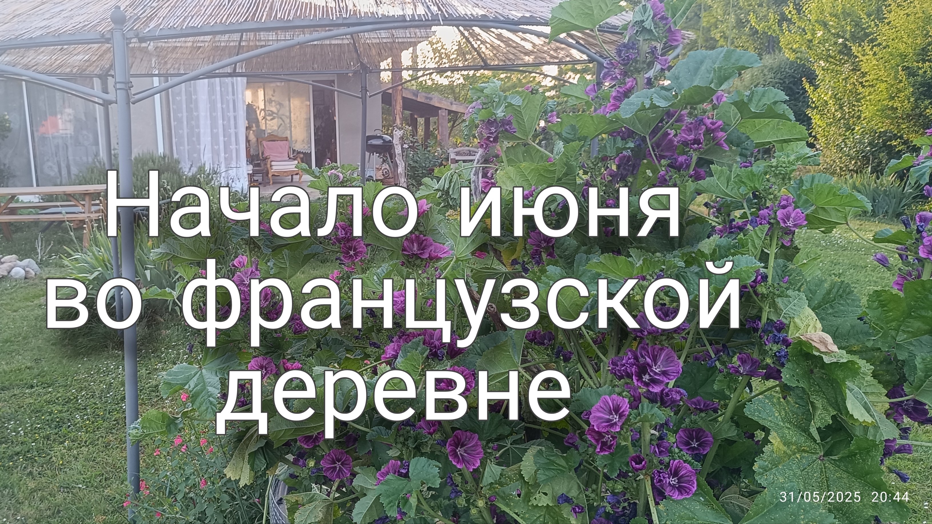 Что выросло. Лимонады. Басик