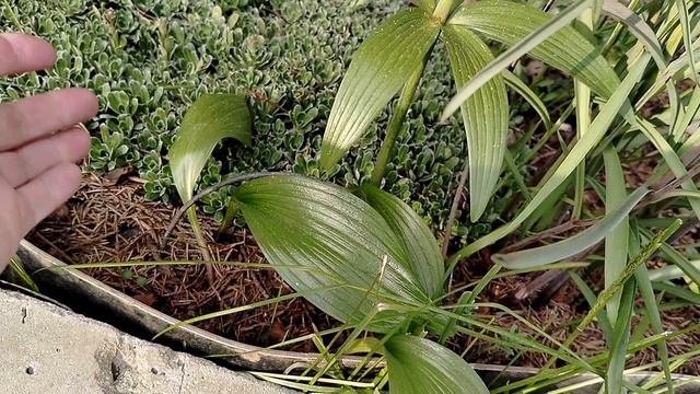 Рябчик камчатский (Fritillaria camschatcensis) в нашем саду 2025 - этапы развития.