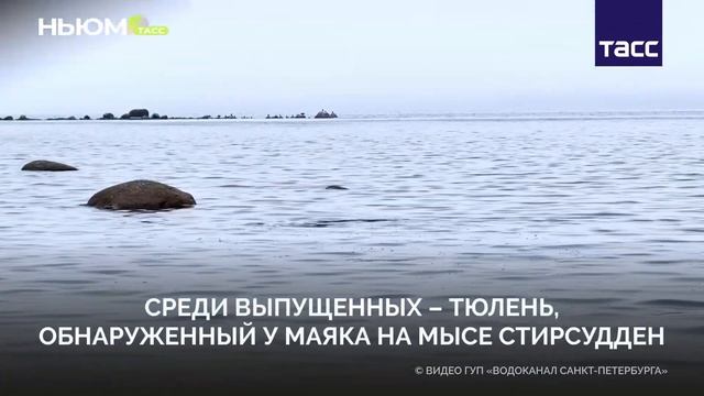 Тюлени снова дома!