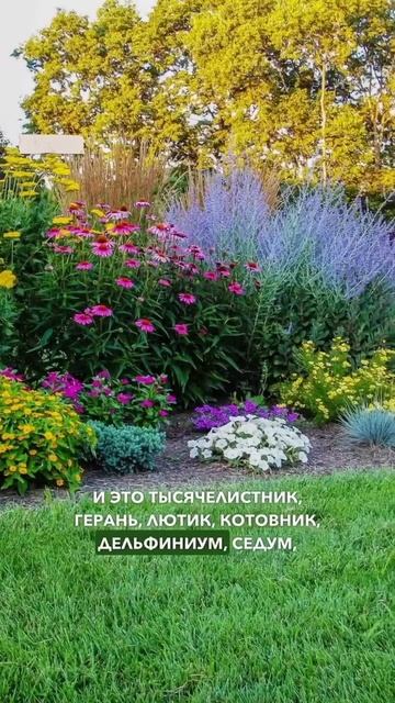 Какие цветы садить на солнечной стороне.