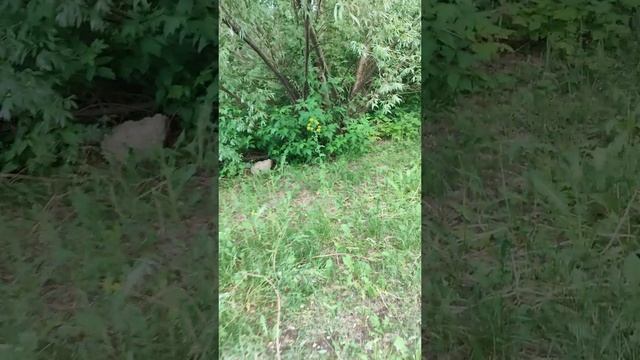 Идёт Солдат *Ваня* По Городу