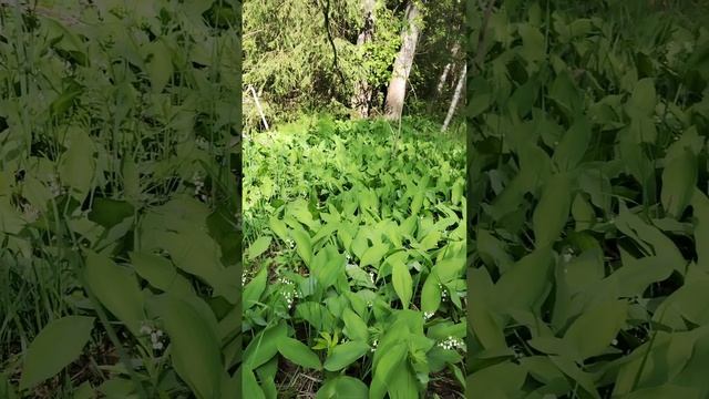 03-06-2025 Полумарафон 29км,4,5чаа в Ландышевом раю,в запаведнике