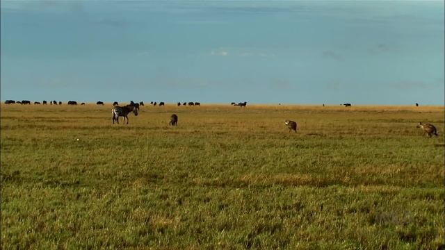 Battle of the Herds | Nat Geo Wild