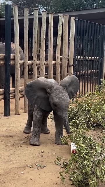 Cute elephant baby #shortsvideo