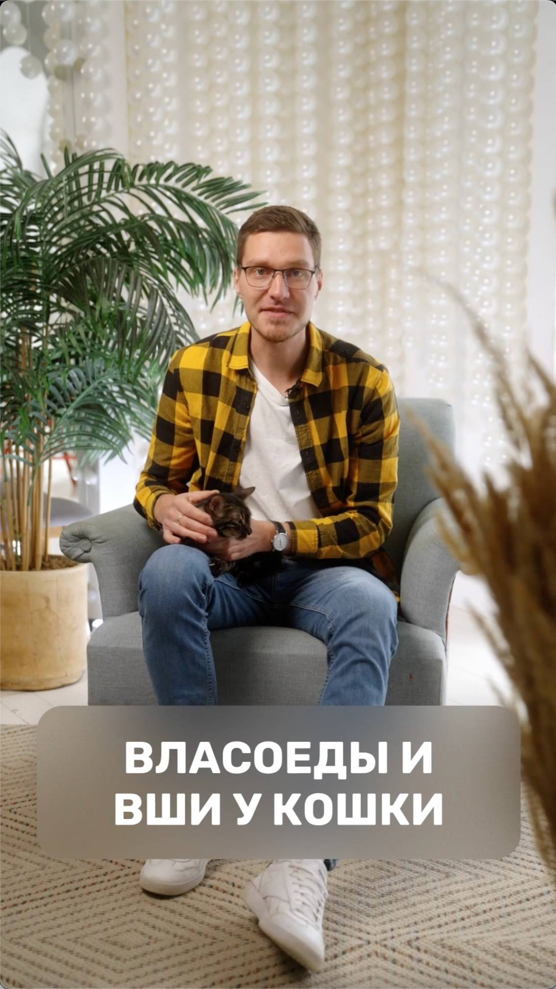 Власоеды и вши у кошки