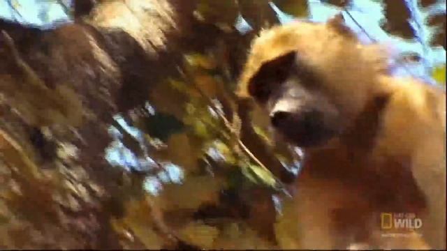 Lion Cubs' Humiliation | Nat Geo Wild