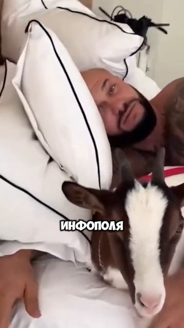 ЧТО СЛУЧИЛОСЬ С КОЗОЙ ОКСАНЫ САМОЙЛОВОЙ? #оксанасамойлова #блогер #блогеры
