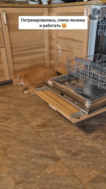 игрушки для кошек
