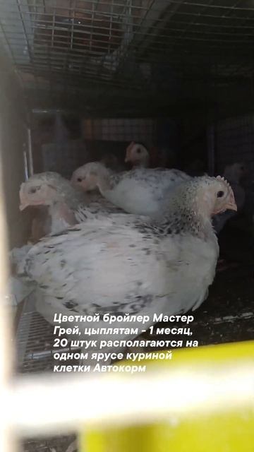 Кабачки растут Не по дням, а по часам! #подворье #бройлер #бройлеры #кабачки