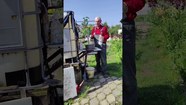 Очень важная подкормка томатов...
