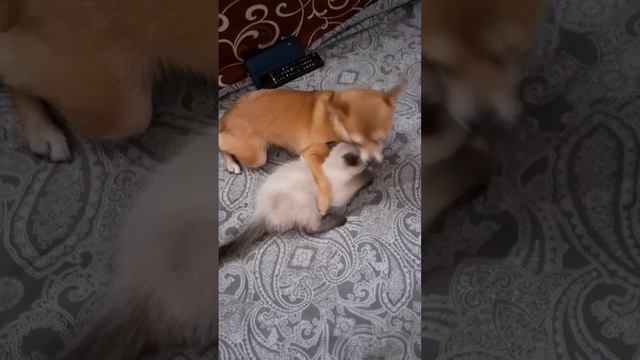 У СИАМСКОГО КОТЁНКА МАМА СОБАКА
#собакавоспоминаниякотёнка#дружбакотёнкаисобаки