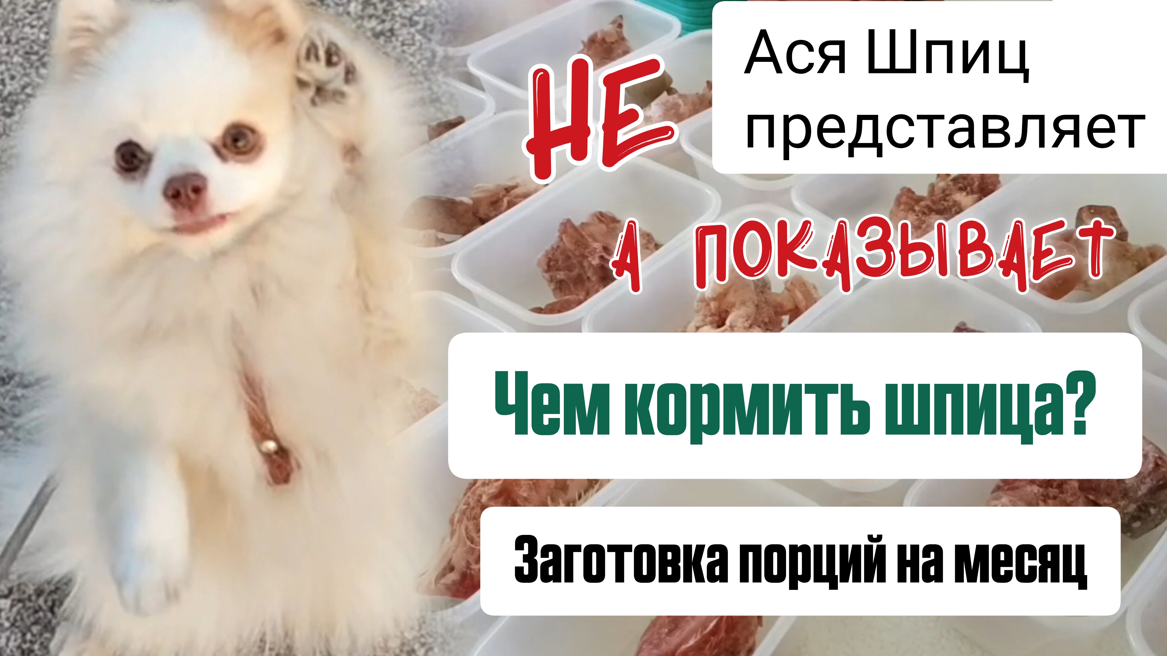 Чем кормить шпица? Полезная еда для собак. Заготовка порций на месяц