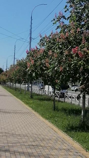 Каштаны Майкоп