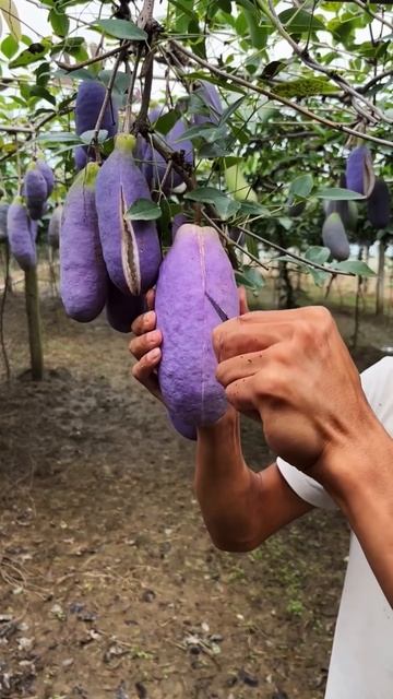 China's New Fruit Looks Just Like Brinjal #shortsvideo