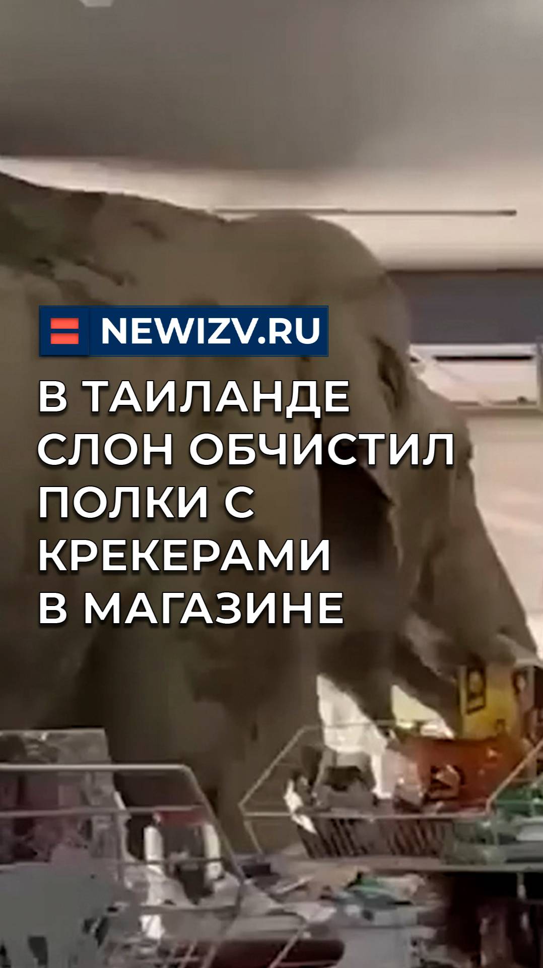 В Таиланде слон обчистил полки с крекерами в магазине