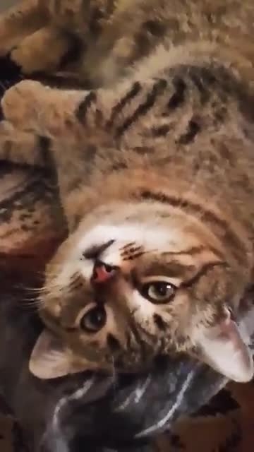 Кто и на что, нацелен! Юмор с животными!